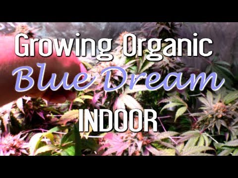 Indoor Organic Blue Dream