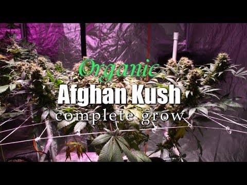 COMPLETE ORGANIC AFGHAN KUSH GROW – CANNABIS