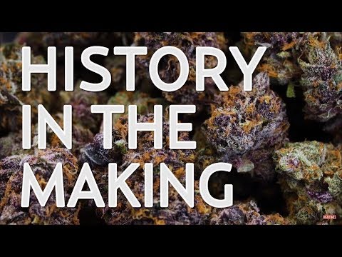 History in the Making At The Cannabis Cup