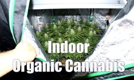 COMPLETE ORGANIC CANNABIS GROW – SEED TO HARVEST