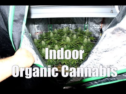 COMPLETE ORGANIC CANNABIS GROW – SEED TO HARVEST
