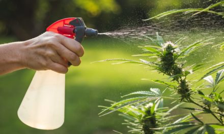 Oregon Residents Resent Cannabis Cultivation Water Usage—But Is It Justified?