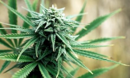 High-Tech Greenhouses: Grow Quality Marijuana More Efficiently