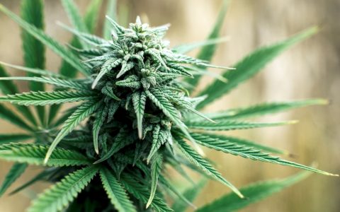 High-Tech Greenhouses: Grow Quality Marijuana More Efficiently