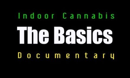 Inddor Cannabis Grow room- The Basics