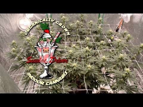 Complete Indoor Organic Sundae Driver Grow-Cannabis