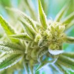 Indian Researchers Confirm That Cannabis Kills Certain Cancers