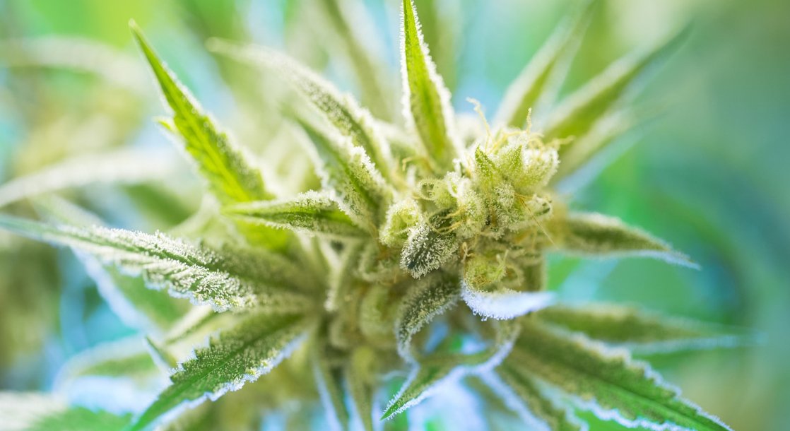 Indian Researchers Confirm That Cannabis Kills Certain Cancers