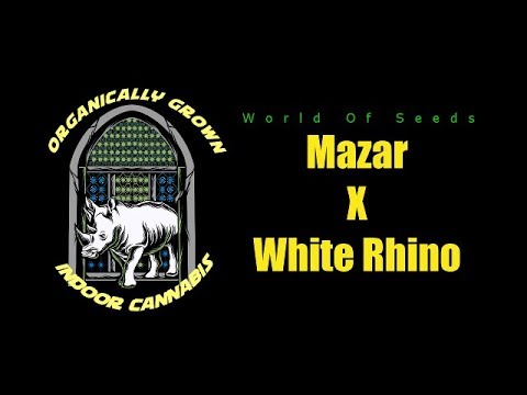 INDOOR ORGANIC GROW DOCUMENTRY – MAZAR X WHITE RHINO