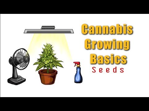 I Germinated Cannabis Seeds
