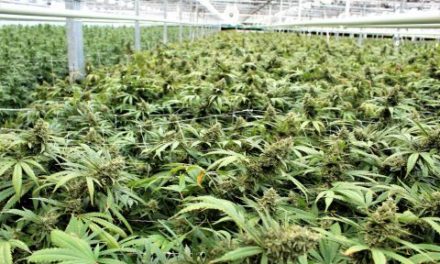 CannTrust Shares Dip, Second Cannabis Facility Rated Non-compliant