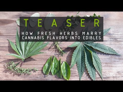 TEASER How Herbs Marry Cannabis Flavors Into Edibles (RUFFHOUSE EXCLUSIVE)